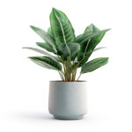 house plant.jpg